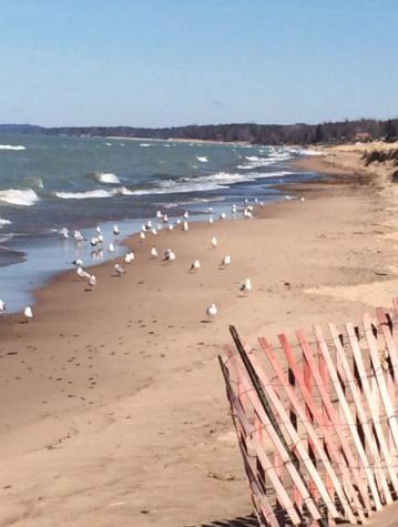 Walking Distance To Beach And Shops New Buffalo Εξωτερικό φωτογραφία